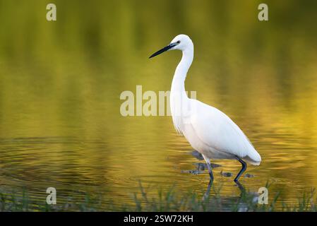 Une élégante petite aigrette se tient gracieusement dans une eau dorée, son plumage blanc contrastant magnifiquement avec les reflets chauds. Banque D'Images