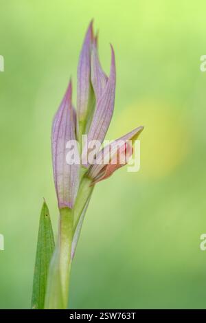 Gros plan sur l'orchidée Serapias : délicates teintes roses et violettes, structure florale unique, fond vert doux Banque D'Images