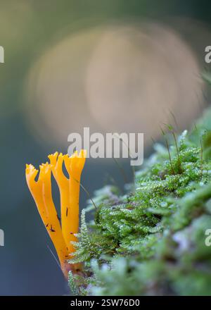 Un champignon Ramaria jaune vif, avec sa structure ressemblant à un corail, pousse sur une parcelle de mousse verte luxuriante, capturée dans un gros plan détaillé Banque D'Images