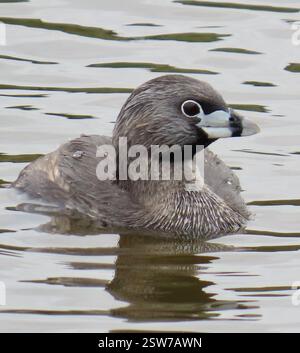 Pied-Billed Grebe (Podilymbus podiceps), Aves, Canyon del Rey Blvd, Seaside, CA, US, mâle adulte reproducteur pied-Billed Grebe. Lien avec LA FEMELLE pour comparaison : https://www.inaturalist.org/observations/197321616 le grèbe à bec pied (Podilymbus podiceps) est un petit oiseau plongeur aquatique migrateur de la famille des grèbes (Podicipedidae). Les orteils lobés font d'eux de forts nageurs. Les grèbes sont rarement vues sur terre ou en vol. Pied-Billed Grebe est un petit grebe brun avec un bec fort. Les yeux sont foncés. Pendant la saison de reproduction, il a un anneau noir autour du bec blanc. En hiver, le cou est souvent lavé avec un Banque D'Images
