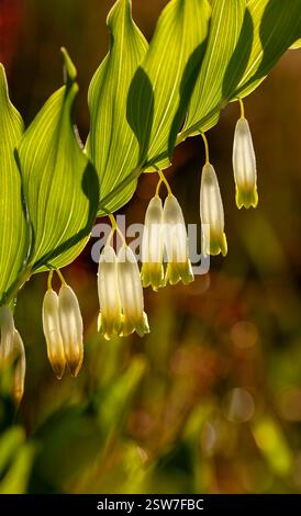 Le sceau d'Angulas solomon Banque D'Images