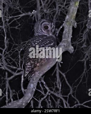 Chaco Owl (Strix chacoensis), Aves, Chaco, Ar Banque D'Images