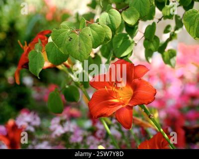 Gros plan diurne rouge orange (héréocallis) avec les étamines et les feuilles dans un jardin à la française Banque D'Images
