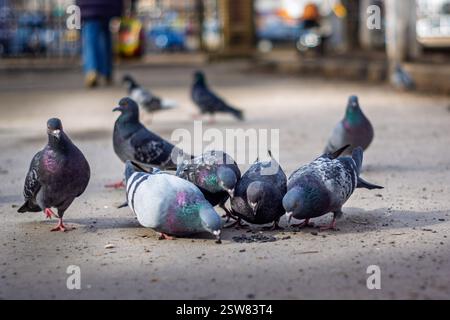 Un groupe de pigeons piquent au sol à la recherche de nourriture sur un trottoir de la ville animé pendant la journée. Leurs plumes irisées scintillent sous le soleil comme le Banque D'Images