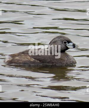 Pied-Billed Grebe (Podilymbus podiceps), Aves, Canyon del Rey Blvd, Seaside, CA, US, mâle adulte reproducteur pied-Billed Grebe. Lien avec LA FEMELLE pour comparaison : https://www.inaturalist.org/observations/197321616 le grèbe à bec pied (Podilymbus podiceps) est un petit oiseau plongeur aquatique migrateur de la famille des grèbes (Podicipedidae). Les orteils lobés font d'eux de forts nageurs. Les grèbes sont rarement vues sur terre ou en vol. Pied-Billed Grebe est un petit grebe brun avec un bec fort. Les yeux sont foncés. Pendant la saison de reproduction, il a un anneau noir autour du bec blanc. En hiver, le cou est souvent lavé avec un Banque D'Images
