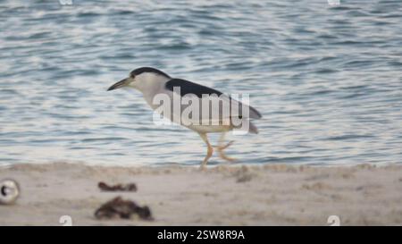 Héron de nuit couronné noir (Nycticorax nycticorax), Aves, Florianópolis, SC, Brésil Banque D'Images
