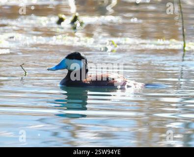 Ruddy Duck (Oxyura jamaicensis), Aves, Columbus Park, Tucson, AZ 85745, ÉTATS-UNIS Banque D'Images