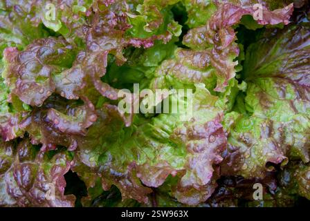 Laitue rouge biologique à feuilles mobiles cultivée dans un potager au printemps - Asheville, Caroline du Nord, États-Unis Banque D'Images