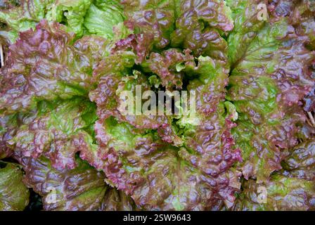 Laitue rouge biologique à feuilles mobiles cultivée dans un potager au printemps - Asheville, Caroline du Nord, États-Unis Banque D'Images