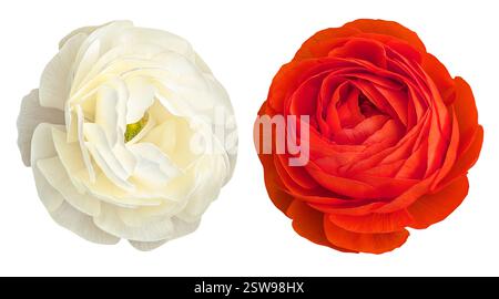 Deux fleurs de ranoncule détaillées en blanc et rouge isolées sur blanc. Parfait pour les dessins floraux, impressions, emballages, invitations, arrière-plans, et botan Banque D'Images