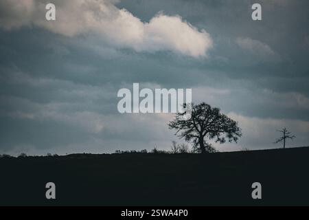 Un arbre solitaire se tient ferme sur la colline, sa silhouette frappée contre le ciel assombrissant alors qu'une tempête se profile à l'horizon Banque D'Images