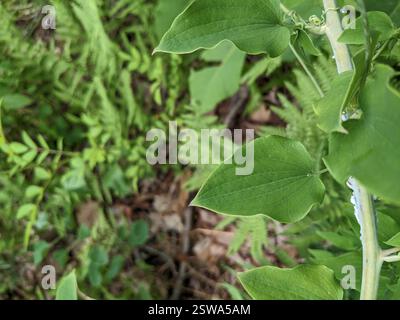 Greenbriers (Smilax), Plantae, Layton, NJ 07851, EE. UU. Banque D'Images
