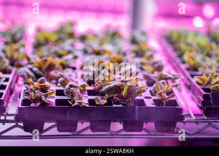 Plantules de bettes suisses poussant dans la serre sous lumière LED pourpre. Usine de salades intérieures hydroponiques Banque D'Images