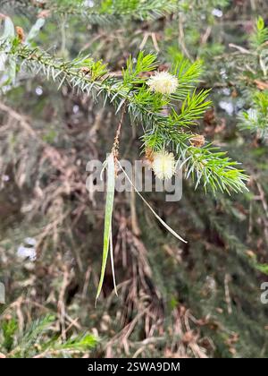 Prick moïse (Acacia verticillata), Plantae, Pebble Beach, CA, US, culture dans la forêt de pins de Monterey/forêts mixtes. Prickly Moïse (Acacia verticillata) alias Star Acacia. Arbre ou arbuste à feuilles persistantes introduit/naturalisé de la famille des légumineuses (Fabaceae) qui pousse moins de 5 m (16 pi) de haut dans les sols perturbés. Il a 1-2 cm de long, des feuilles linéaires en forme d'aiguilles avec des pointes de feuilles en forme de colonne vertébrale. Les fleurs sont minuscules, nombreuses, jaune pâle sur de courtes pointes cylindriques. Les gousses de graines sont étroites, longues de 2 à 9 cm et penduleuses. Période de floraison maximale : février-avril. Jepson eFlora https://ucjeps.berkeley.edu/eflora/eflora display.php? Banque D'Images