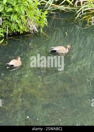 Gadwall (Mareca strepera), Aves, E Royal Ave, New Westminster, C.-B. ENV Banque D'Images