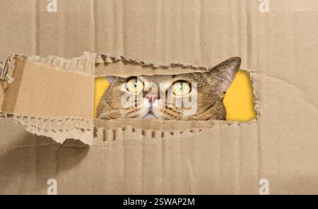 Le museau d'un chat gris à oreilles droites sort d'un trou déchiré dans du papier brun, levant les yeux Banque D'Images