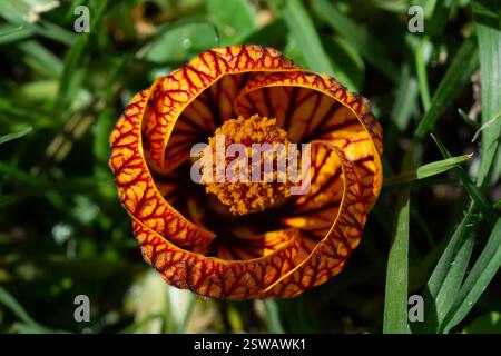 Lanterne chinoise veine rouge (Abutilon Pictum) Banque D'Images