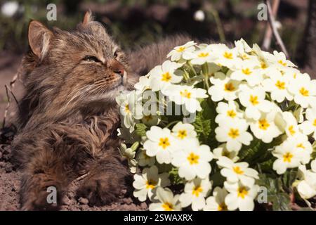 Un chat moelleux repose sur une pelouse avec des fleurs d'primevère jaune. Début du printemps fond, concept Banque D'Images