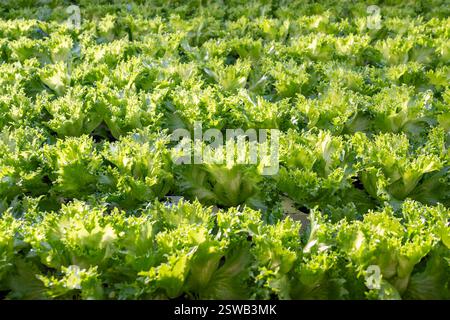 Culture de la laitue Frillice, pousser dans des conditions contrôlées. Produits durables, développement des cultures Banque D'Images