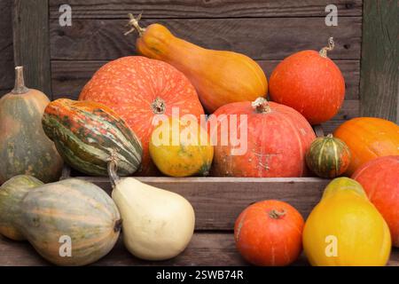 Fond de citrouille. Beaucoup de citrouilles mûres de différentes formes, légumes d'automne oranges. Concept de récolte Banque D'Images