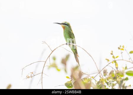 Mangeur d'abeilles à joues bleues (Merops persicus), un visiteur hivernal en Afrique de l'est Banque D'Images