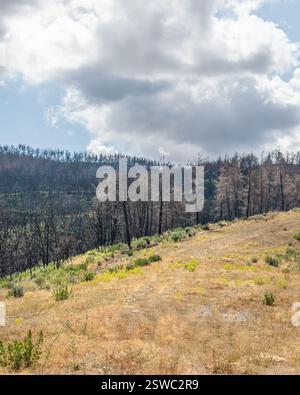 Village Kirki Evros Grèce se remettant après un incendie de forêt massif, restauration des forêts et des montagnes, catastrophe environnementale, mont Parnitha, Rodopi, Evia, Banque D'Images