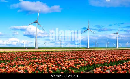 Un vaste champ de tulipes rouges et jaunes en pleine floraison se balançant doucement dans le vent, avec des éoliennes emblématiques debout en hauteur Banque D'Images