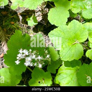 Oneleaf Foamflower (Tiarella trifoliata unifoliata), Plantae, Henry Cowell Redwoods State Park, Felton, CA, US, poussant sur la rive du ruisseau Fall dans la forêt de Sequoia sempervirens Threeleaf Foamflower (Tiarella trifoliata) alias Lace Flower. Les feuilles basales mesurent de 15 à 80 mm de long et jusqu'à 120 mm de large, sont trifoliées ou palmateusement 3 à 5 lobes, avec des marges finement dentées. Les feuilles cauline sont peu fréquentes et beaucoup plus petites. L'inflorescence et les tiges sont glandulaires-poilues. Les fleurs délicates sont blanches et en forme de cloche. Les sépales se propagent. Les pétales sont linéaires et droits. 10 étamines. En d'autres termes, le plus important n Banque D'Images