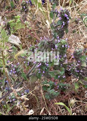 Black Horehound (Ballota nigra), Plantae, Victoria Plaza, Southend-on-Sea, Angleterre, GB Banque D'Images