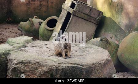 Une suricate mignonne et adorable se dresse perchée sur un rocher, entourée de beaux pots d'argile anciens Banque D'Images