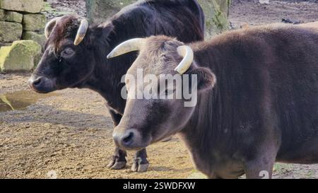 Deux vaches paissant paisiblement dans un pâturage chaud et ensoleillé avec de l'herbe verte luxuriante autour d'elles Banque D'Images