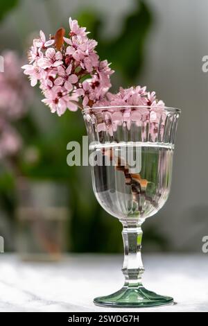 Bouquet de branches d'abricot fleuris en verre de vin sur la table à la maison. Fleur de cerisier de Sakura japonaise Banque D'Images