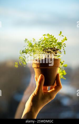 Basilic aneth coriandre persil dans un pot dans la main de la femme. Culture hivernale à la maison, culture locale Banque D'Images