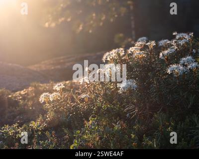 Nature coucher de soleil en toile de fond de pelouse. Belle prairie d'été avec des fleurs sauvages sur le ciel du coucher du soleil. Fond de champ de nature de beauté avec soleil Banque D'Images