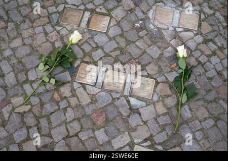 09.11.2024, Allemagne, , Berlin - des roses blanches reposent sur le sol à côté de pierres tombantes en mémoire des victimes déportées de l'Holocauste et de Kristallnach Banque D'Images