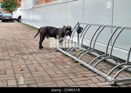 Chien Bully américain est en laisse attendant son maître. Le chien est dans le parking. Banque D'Images