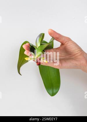Les jeunes racines grandissantes d'un semis d'orchidée dans les mains sur un fond blanc. Banque D'Images