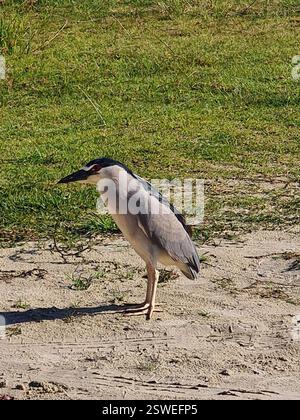 Héron de nuit couronné noir (Nycticorax nycticorax), Aves, Rodovia Tertuliano Brito Xavier, 2695 - Jurere Leste, Florianópolis - SC, 88054-600, Brésil Banque D'Images