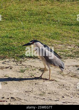 Héron de nuit couronné noir (Nycticorax nycticorax), Aves, Rodovia Tertuliano Brito Xavier, 2695 - Jurere Leste, Florianópolis - SC, 88054-600, Brésil Banque D'Images