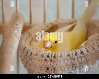 Canari assis dans le nid au début du printemps. La femelle jaune canari incube les œufs dans le nid. Réapprovisionnement printanier de la famille. Bree Banque D'Images