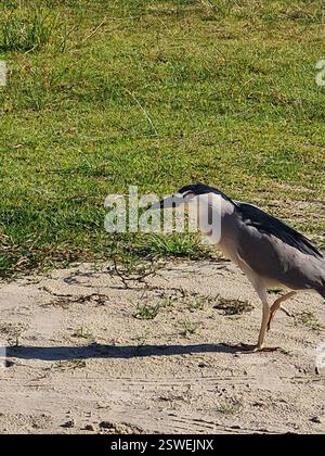 Héron de nuit couronné noir (Nycticorax nycticorax), Aves, Rodovia Tertuliano Brito Xavier, 2695 - Jurere Leste, Florianópolis - SC, 88054-600, Brésil Banque D'Images