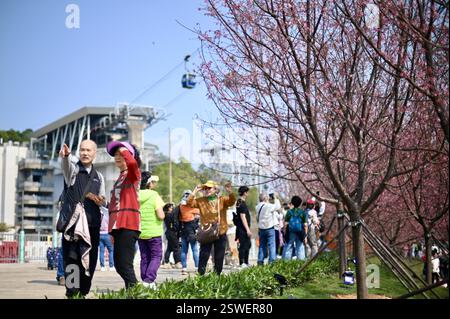 **CHINE CONTINENTALE, HONG KONG, MACAO ET TAIWAN OUT** fleurs de cerisier fleurissent à Hong Kong, Chine, le 20 février 2025. Banque D'Images