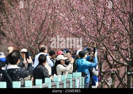 **CHINE CONTINENTALE, HONG KONG, MACAO ET TAIWAN OUT** fleurs de cerisier fleurissent à Hong Kong, Chine, le 20 février 2025. Banque D'Images