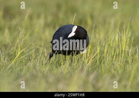 Eurasian Coot (Fulica atra), Ochsenmoor, Duemmer, Lemfoerde, basse-Saxe, Allemagne, Europe Banque D'Images