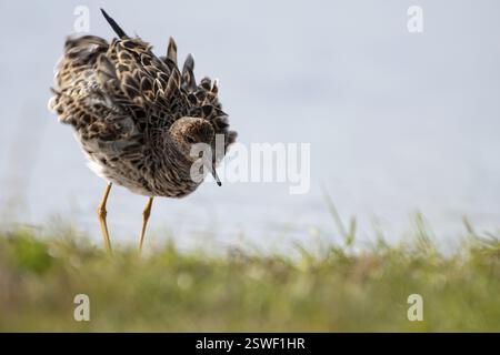 Ruff (Philomachus pugnax), Ochsenmoor, Duemmer, Lemfoerde, basse-Saxe, Allemagne, Europe Banque D'Images