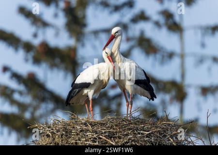 Deux cigognes se tenant amoureusement ensemble sur un nid devant un ciel bleu, la cigogne blanche (Ciconia ciconia), la faune, l'Allemagne, l'Europe Banque D'Images