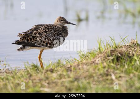 Ruff (Philomachus pugnax), Ochsenmoor, Duemmer, Lemfoerde, basse-Saxe, Allemagne, Europe Banque D'Images