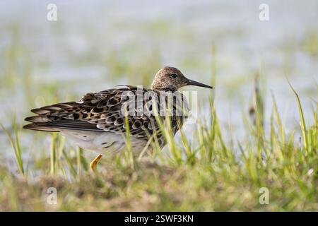 Ruff (Philomachus pugnax), Ochsenmoor, Duemmer, Lemfoerde, basse-Saxe, Allemagne, Europe Banque D'Images