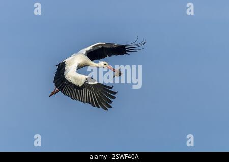 Une cigogne vole avec une petite brindille dans son bec contre un ciel bleu, cigogne blanche (Ciconia ciconia), faune, Allemagne, Europe Banque D'Images