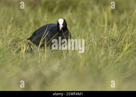 Eurasian Coot (Fulica atra), Ochsenmoor, Duemmer, Lemfoerde, basse-Saxe, Allemagne, Europe Banque D'Images